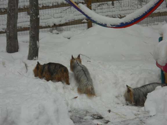 snow-10