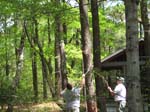 60-tree